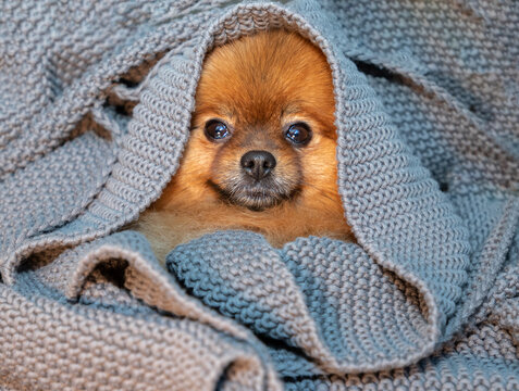 cute dog lies wrapped in knitted blanket from paws to head. Only the face is visible.