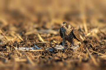 peregrine falcon sits on a harvested wheat field and eats its prey