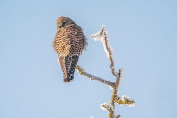 kestrel perches on a snowy branch on a tree in winter