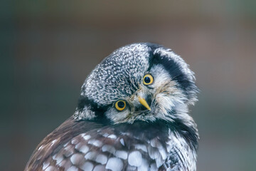hawk owl keeps an eye out for prey in a forest