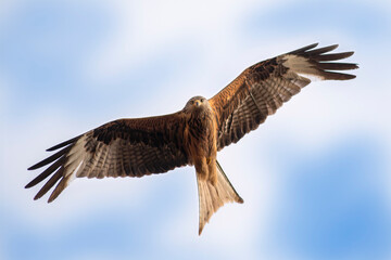 red kite flies in the blue sky looking for prey