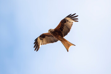 red kite flies in the blue sky looking for prey