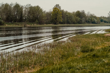 wild meadow flowers, natural scenery with river