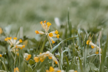 a wild meadow flower, the cockatiel, flourishes and blooms in the meadow