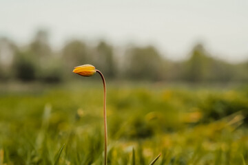 wild tulips flourish and bloom in the meadow