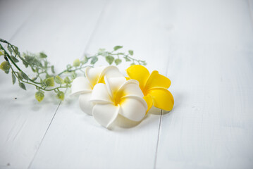 白い背景とプルメリアの花