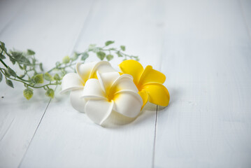 白い背景とプルメリアの花