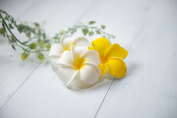 白い背景とプルメリアの花