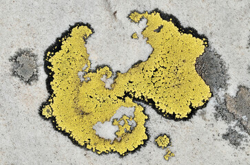 Macro map lichen (Rhizocarpon geographicum) on rock in french Alps