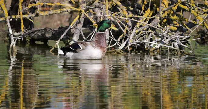Mallard Duck, anas platyrhynchos, Adult Male Snorting, Pond in Camargue near Saintes Maries de la Mer, Slow Motion 4K