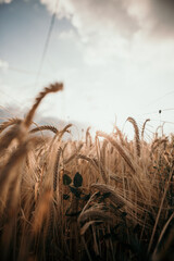 campo di grano al tramonto, spighe di grano, chicchi. luce del tramonto.