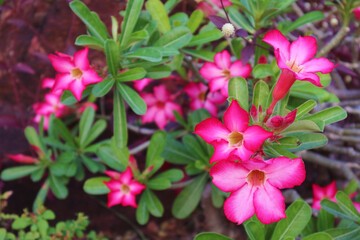 Vibrant Gradient Pink Desert Rose or Adenium obesum Flowers Blossoming on the Tree
