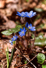 Blue spring flowers in the forest early in the morning.
