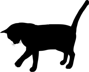 Silhouette Cat Pet Animal