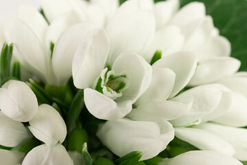 Snowdrop on white background. White springs flower in close-up with copy space.concept of early spring.