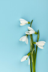 Obraz premium Snowdrop on blue background. White springs flower in close-up with copy space.concept of early spring.