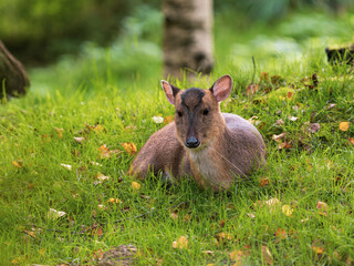Muntjac Deer Laying Down on Grass