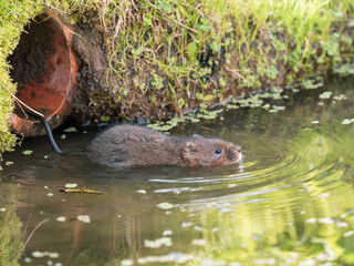 Water Vole Swimming in a Pond