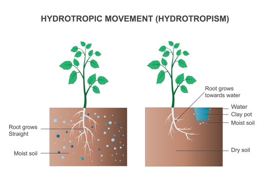 Hydrotropism is the directional growth of plant's root towards water or moisture. hydrotropic movement. botany concept. tropic movement.