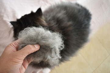 Persian cat hair in woman hand with blurred background of Persian cat sitting on the sofa at home.  Copy space is on the right side. 