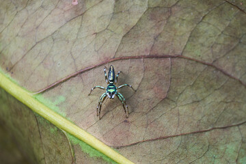 Macro Close-up of Cosmophasis Umbratica Spider