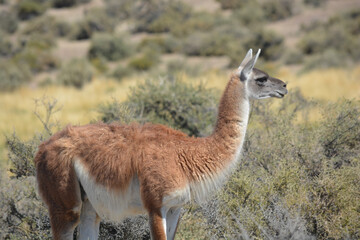 Primer plano de un guanaco en la provincia de Chubut, Argentina