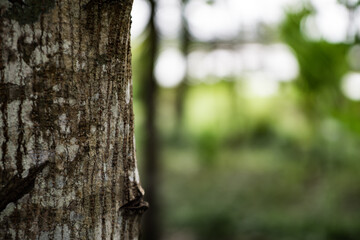 tree trunk in the forest