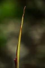 onje leaf shoots