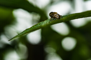 bug on a leaf