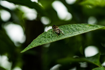 fly on leaf