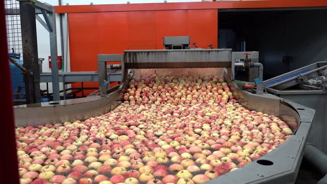 Apples Being Washed and Transported in Water Tank Conveyor in Packing House. Apple Washing, Grading, Sorting and Waxing. Apple Production and Postharvest Management of Apples.