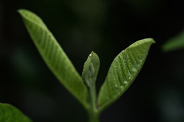 guava leaf buds