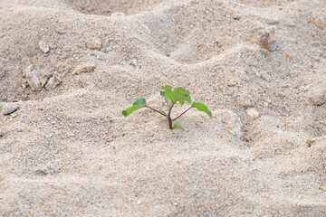 Rise life plant growing on grought land
