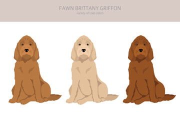 Fawn Brittany Griffon clipart. Different coat colors set