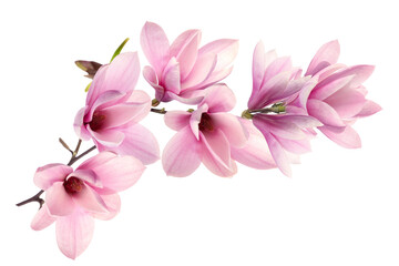 Fototapeta na wymiar pink magnolia on transparent background