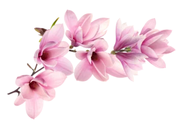 Gordijnen pink magnolia on transparent background © gilles lougassi
