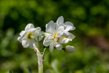 Narcissus 'Erlicheer' double daffodil close up
