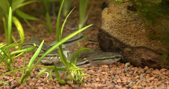 Otocinclus affinis and Corydoras pygmaeus fishes eating algae wafer in aquarium
