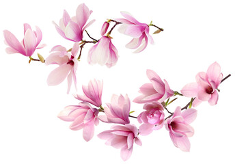 pink magnolia on transparent background - obrazy, fototapety, plakaty