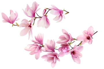 Foto op Plexiglas pink magnolia on transparent background © gilles lougassi