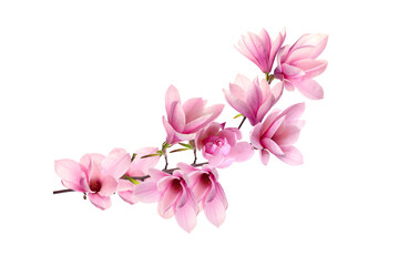 Obraz na płótnie Canvas pink magnolia on transparent background