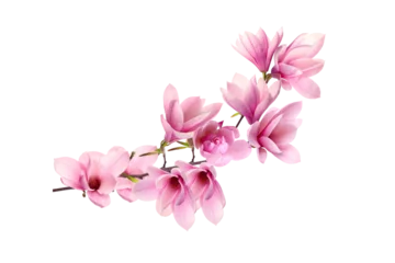 Foto op Plexiglas pink magnolia on transparent background © gilles lougassi