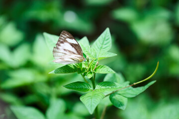 Macro Close-up of Appias Libythea Butterfly