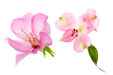 Fototapeta na wymiar pink magnolia on transparent background