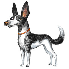 Cute McNab dog character funny cartoon illustration