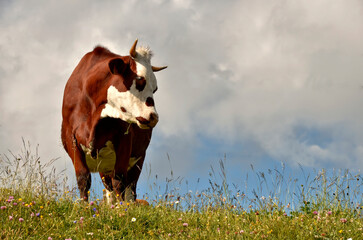 Cow standing on meadow in the French Alps in the Haute-Savoie department in the Rhône-Alpes region...