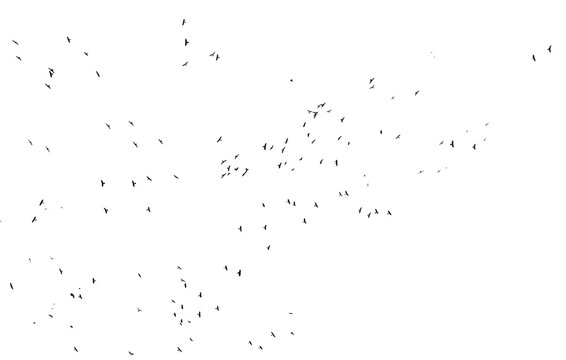black silhouette flock of birds backlit Isolate on transparent background PNG file
