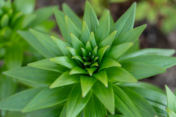 macro image young green lily leaves close-up