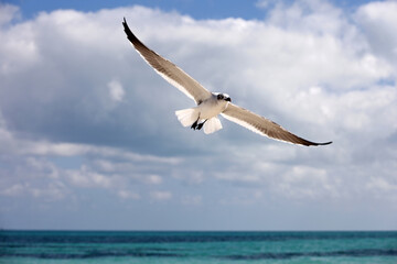 Seagull flying over sea waves on background of blue sky with white clouds