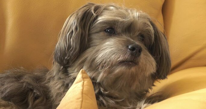 Havana Silk Dog or Havanese Bichon Dog, Portrait of Female Moving Head , Real Time 4K